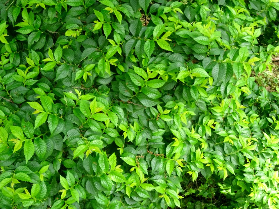 Feuilles de l'Orme champêtre, Ulmus campestris, Ulmacées 