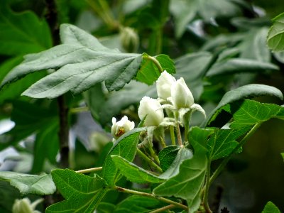 Fleurs en boutons de l'Azérolier, Crataegus azarolus, Rosa… 