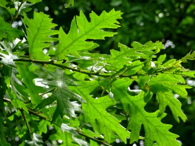 Feuilles du Chêne chevelu ou chêne lombard, Quercus cerris… 