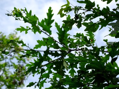 Feuilles du Chêne chevelu ou chêne lombard, Quercus cerris… 