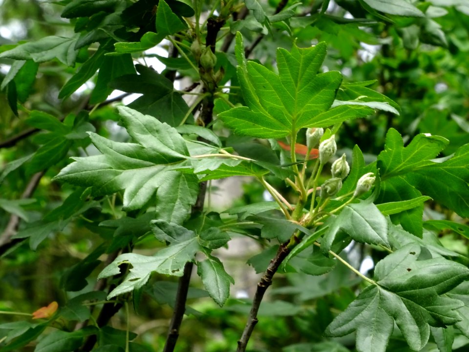 Feuilles et fleurs en boutons de l'Azérolier, Crataegus az… 