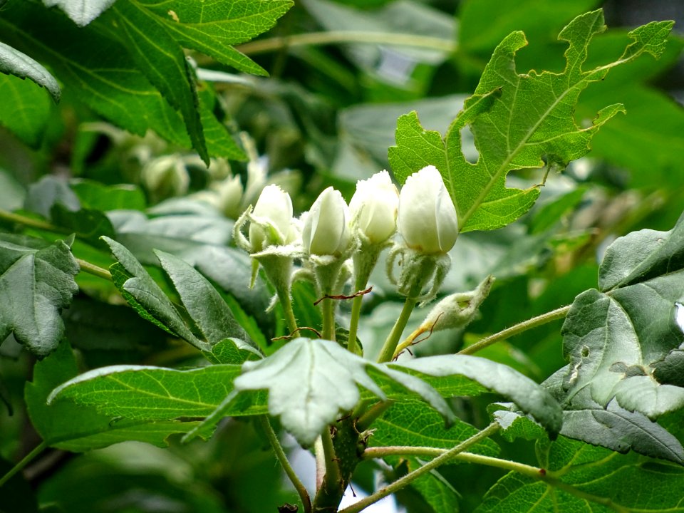 Fleurs en boutons de l'Azérolier, Crataegus azarolus, Rosa… 
