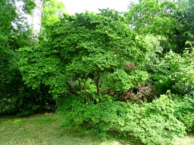 Orme champêtre, Ulmus campestris, Ulmacées 