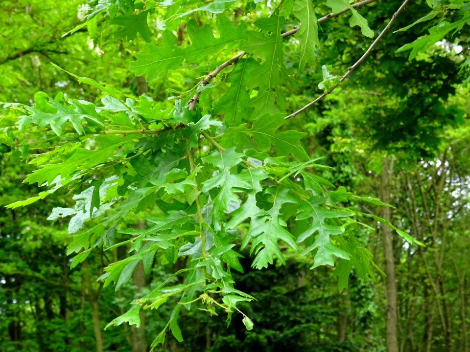 Feuilles du Chêne chevelu ou chêne lombard, Quercus cerris… 