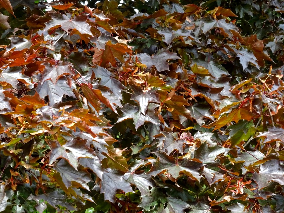 Feuilles d'érable plane Schwedleri Nigrum, Acer platanoide… 