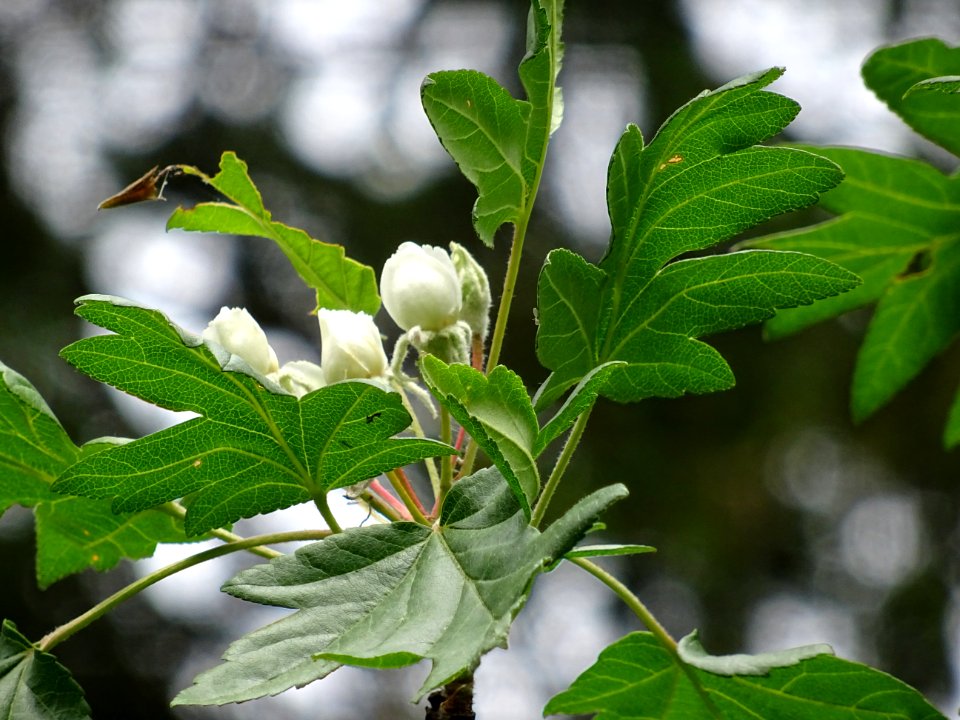 Feuilles et fleurs en boutons de l'Azérolier, Crataegus az… 