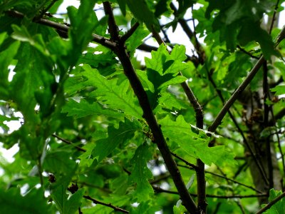 Feuilles du Chêne chevelu ou chêne lombard, Quercus cerris… 