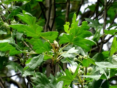 Feuilles et fleurs en boutons de l'Azérolier, Crataegus az… photo