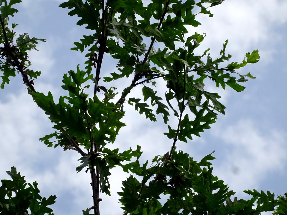 Feuilles du Chêne chevelu ou chêne lombard, Quercus cerris… 
