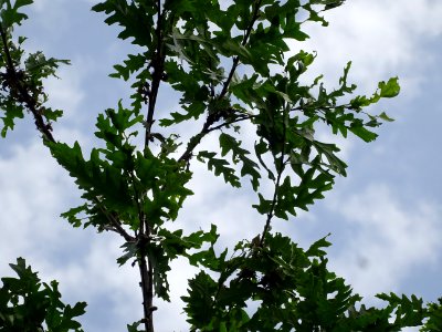 Feuilles du Chêne chevelu ou chêne lombard, Quercus cerris… 