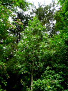 Azérolier, Crataegus azarolus, Rosacées 