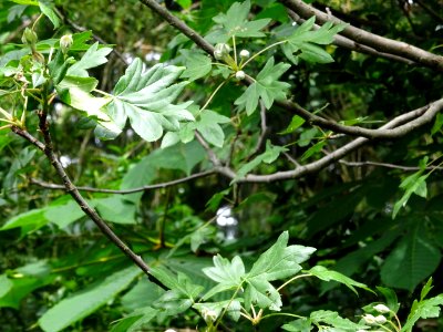 Feuilles et fleurs en boutons de l'Azérolier, Crataegus az… 