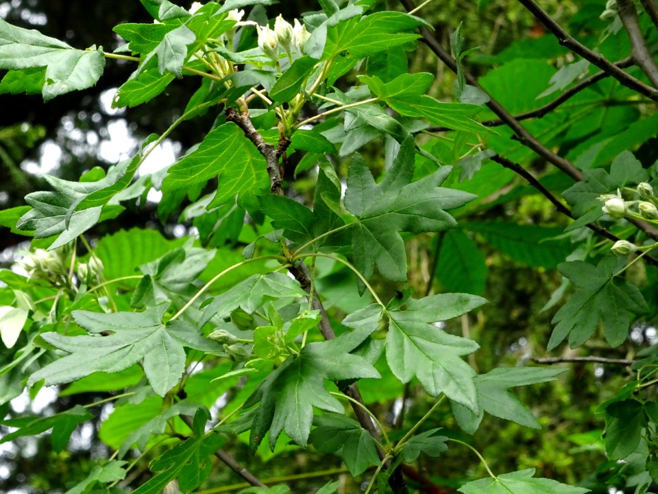 Feuilles et fleurs en boutons de l'Azérolier, Crataegus az… 