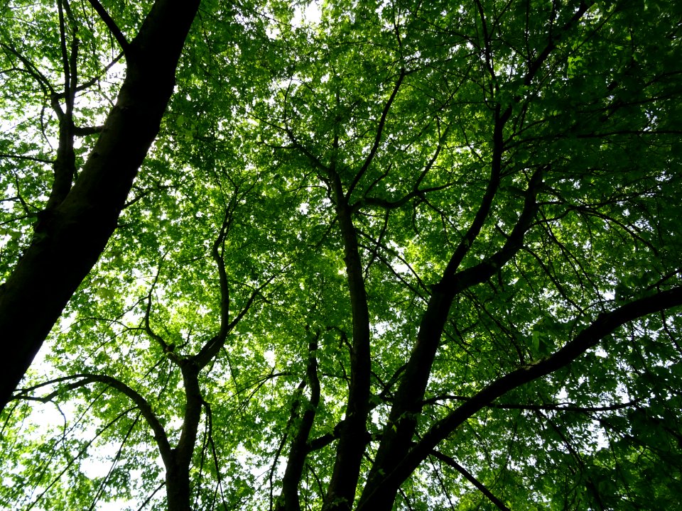 Feuilles de l'Erable argenté ou lacinié, Acer Saccharinum … 