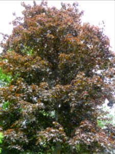 Feuilles d'érable plane Schwedleri Nigrum, Acer platanoide… 