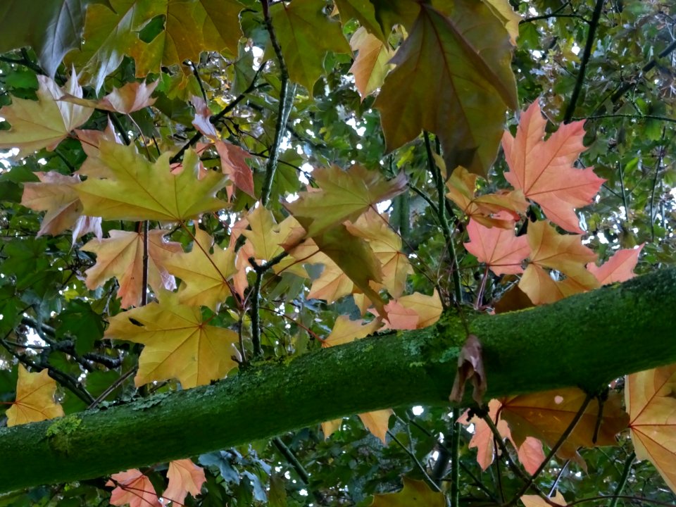 Feuilles d'érable plane Schwedleri Nigrum, Acer platanoide… 