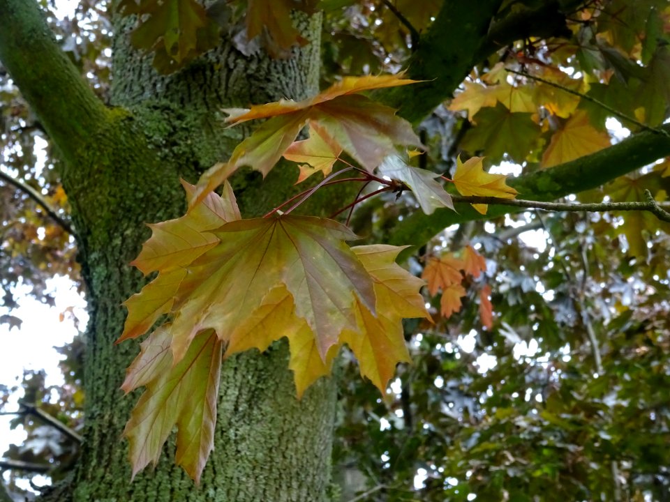 Feuilles d'érable plane Schwedleri Nigrum, Acer platanoide… 