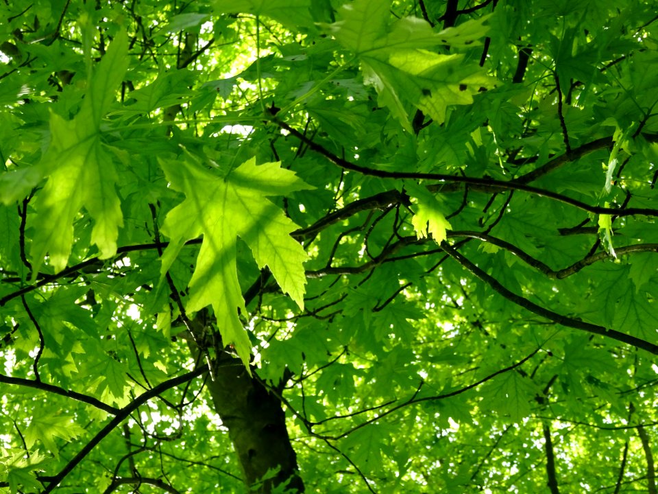 Feuilles de l'Erable argenté ou lacinié, Acer Saccharinum … 