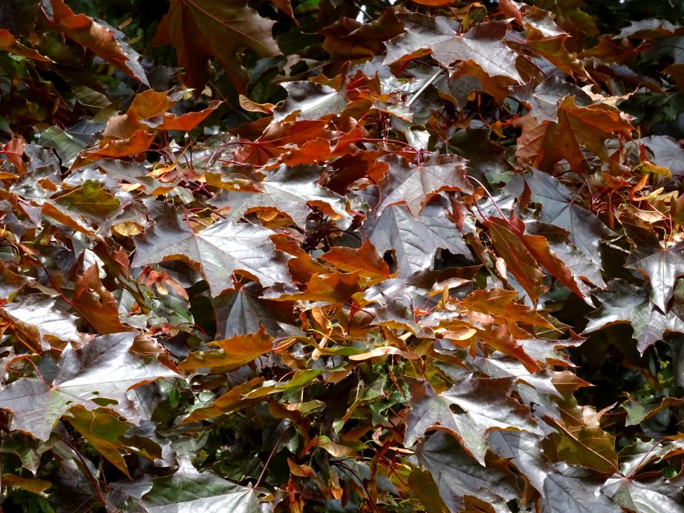 Feuilles d'érable plane Schwedleri Nigrum, Acer platanoide… 