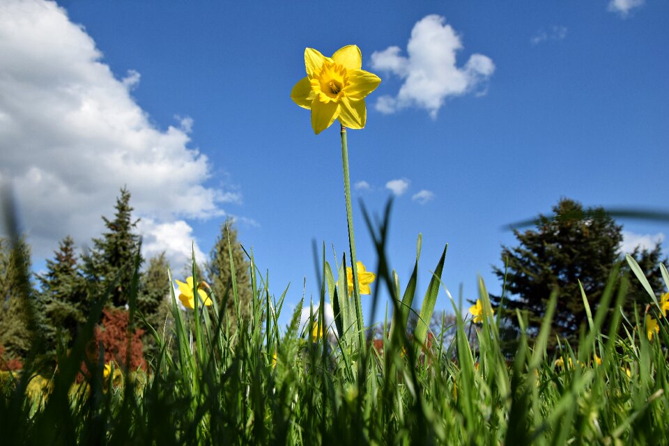 Meadow grass blade of grass summer