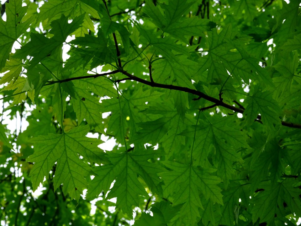 Feuilles de l'Erable argenté ou lacinié, Acer Saccharinum … 
