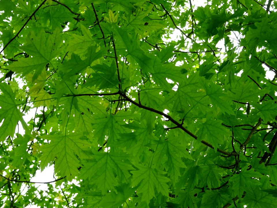 Feuilles de l'Erable argenté ou lacinié, Acer Saccharinum … 
