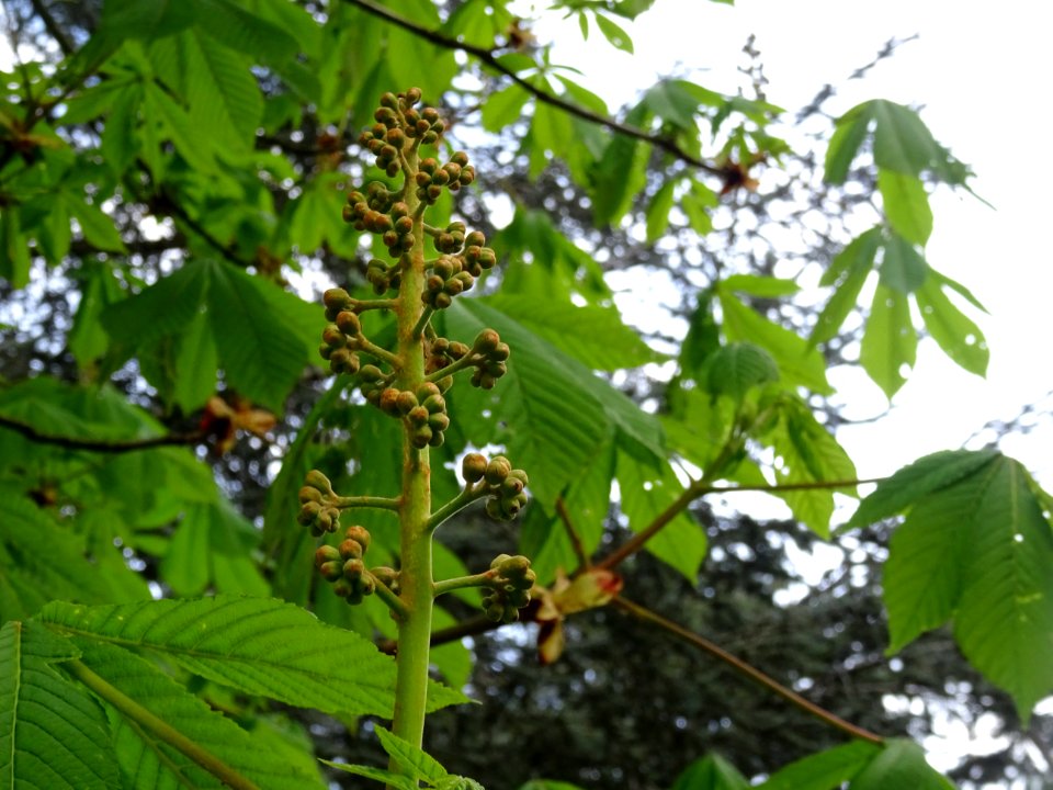 Inflorescence, Marronnier d'Inde, Aesculus hippocastanum, … 