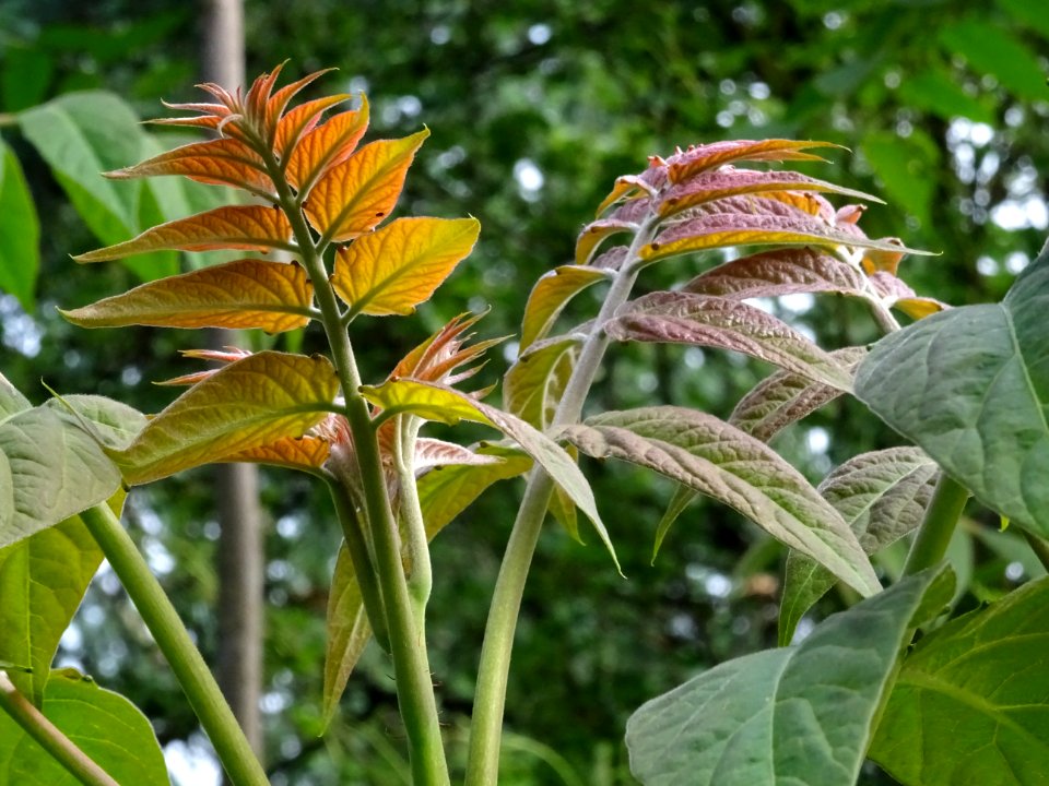 Jeunes feuilles d' Ailante glanduleux, Ailanthus altissima… 