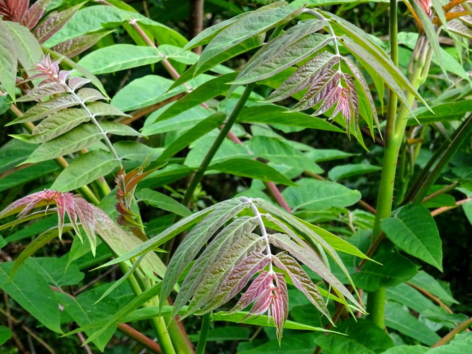 Jeunes feuilles d' Ailante glanduleux, Ailanthus altissima… 