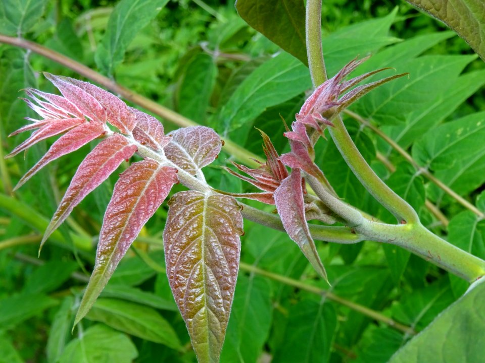Jeunes feuilles d' Ailante glanduleux, Ailanthus altissima… 
