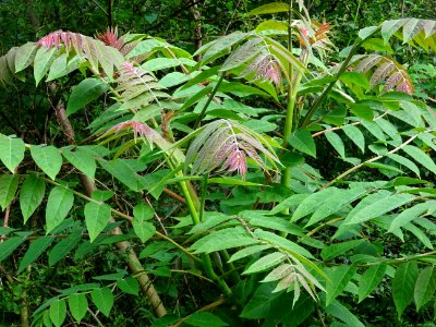 Jeunes feuilles d' Ailante glanduleux, Ailanthus altissima… 