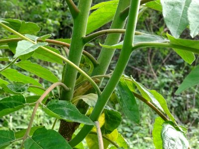 Tiges de l' Ailante glanduleux, Ailanthus altissima, Simar… 