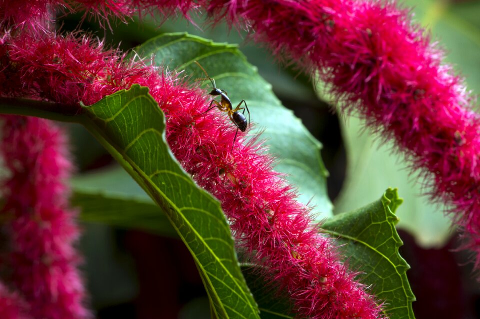 Macro photography blossom ant
