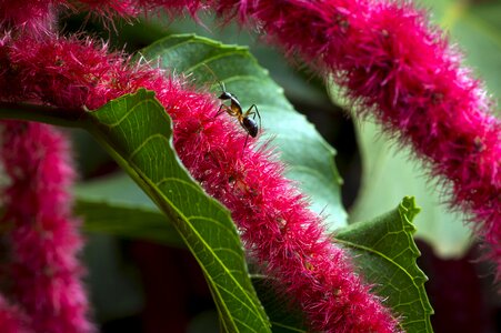 Macro photography blossom ant