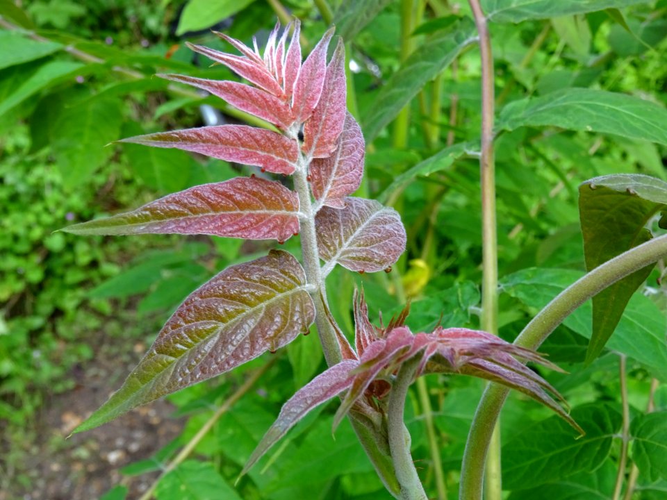 Jeunes feuilles d' Ailante glanduleux, Ailanthus altissima… 