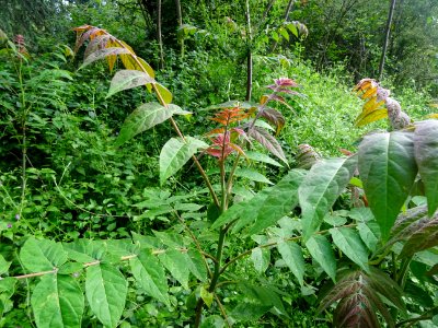 Feuilles d' Ailante glanduleux, Ailanthus altissima, Simar… 