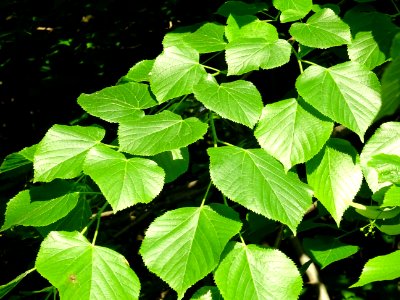 Feuilles du Tilleul à petites feuilles, Tilia cordata, Til… 