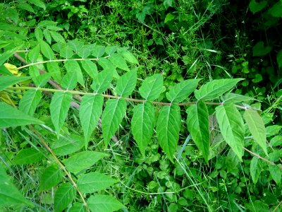 Feuilles d' Ailante glanduleux, Ailanthus altissima, Simar… 