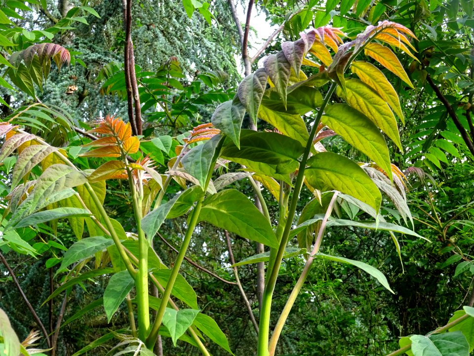 Jeunes feuilles d' Ailante glanduleux, Ailanthus altissima… 