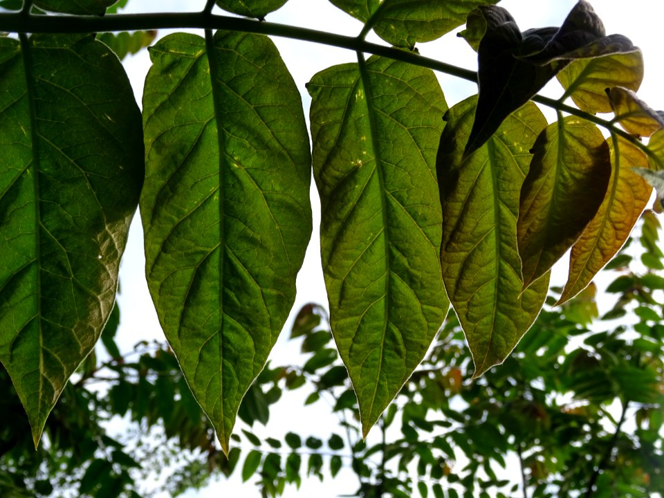 Feuilles vues par en dessous de l' Ailante glanduleux, Ail… 
