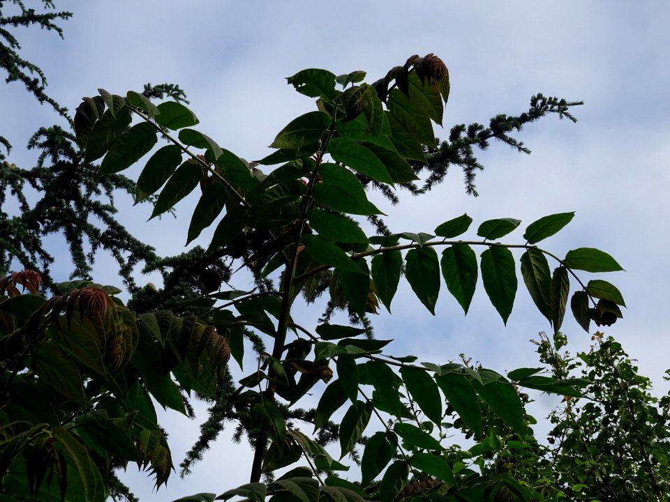 Feuilles d' Ailante glanduleux, Ailanthus altissima, Simar… 