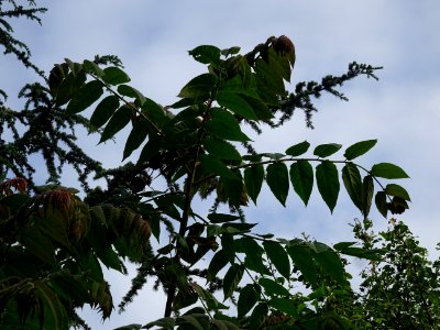 Feuilles d' Ailante glanduleux, Ailanthus altissima, Simar… 