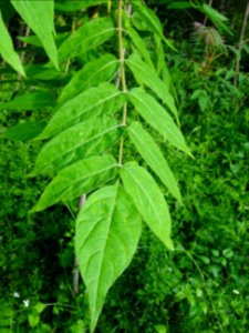 Feuilles d' Ailante glanduleux, Ailanthus altissima, Simar… 