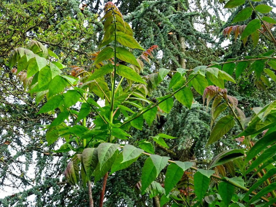 Jeunes feuilles d' Ailante glanduleux, Ailanthus altissima… 