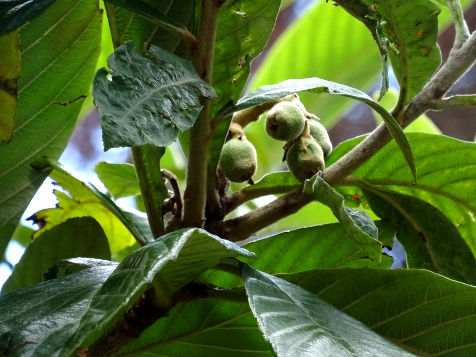 Feuilles et fruits du Néflier du Japon ou bibacier, Eriobo… 