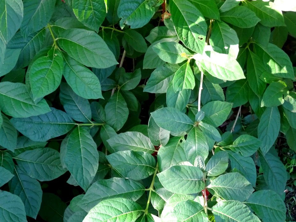 Feuilles de l'Arbre du clergé, Clerodendrum trichotomum, V… 