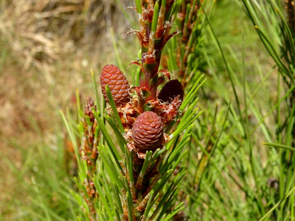 Jeunes cônes femelles du Pin pignon ou Pin parasol, Pinus … 