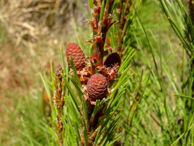 Jeunes cônes femelles du Pin pignon ou Pin parasol, Pinus … 