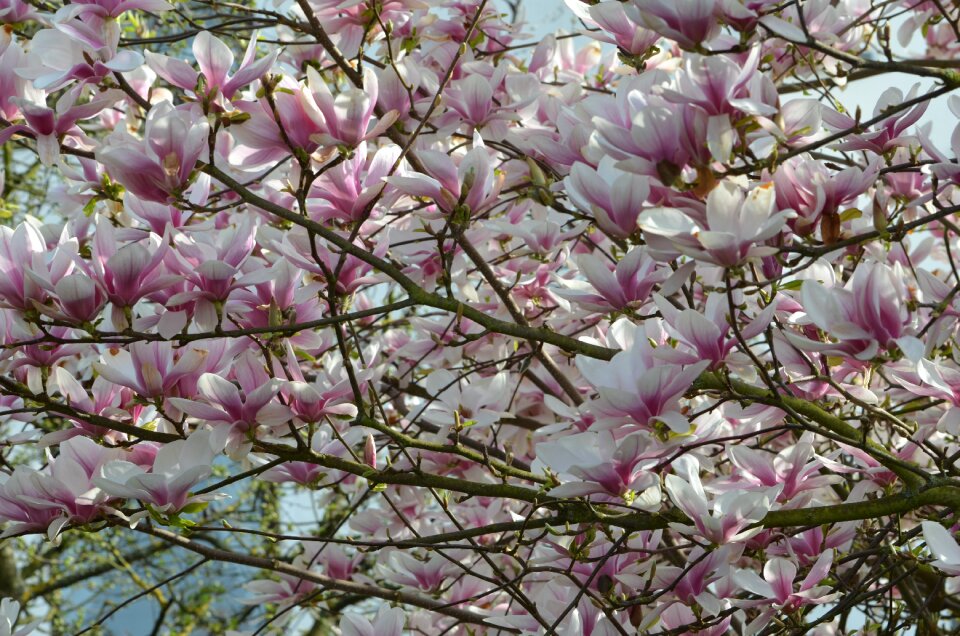 Blossom bloom magnolia leaves photo