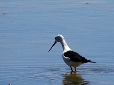 L' Échasse blanche, Himantopus himantopus, Récurvirostridé… 